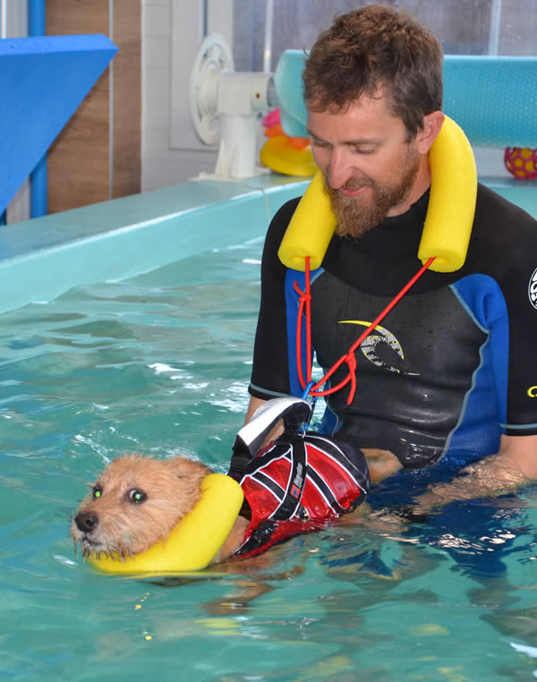 Hidroterapia canina animales