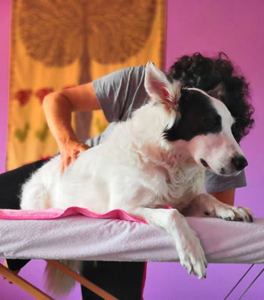 Terapia craneosacral perro