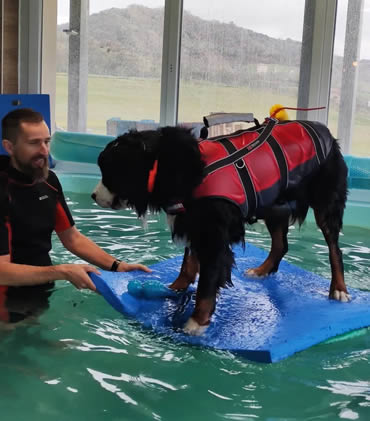 Hidroterapia animal